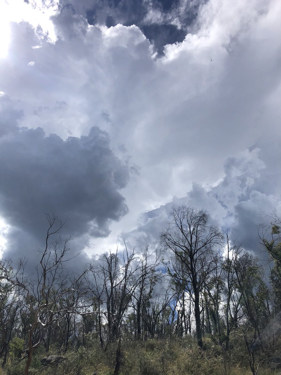 The damage inflicted by last summer’s bushfires has been well documented, but I wonder whether there’s been any assessment of damage due to the drought? This part of #Hartley has seen tree dieback of maybe 30-60%. <a href="/p_hannam/">@peterhannam1.bsky.social</a>?