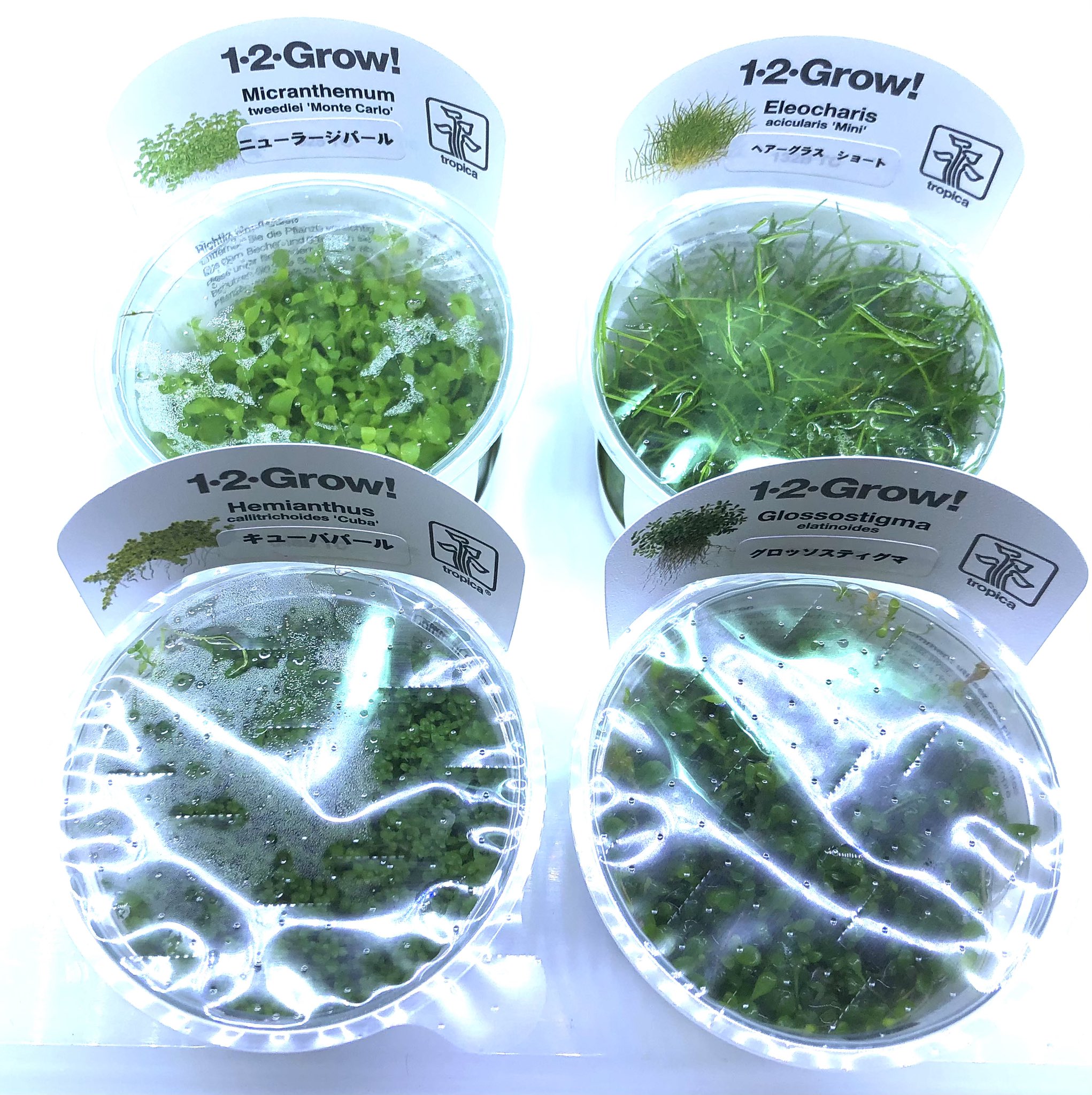 かねだい伊勢原 金魚 水草 Ada 水草入荷情報 1 2 Grow グロッソスティグマ ヘアーグラスショート キューバパールグラス ニューラージパールグラス アルテラナンテラ レインキーミニ パールグラス ポゴステモン ヘルフェリー オオサンショウモ