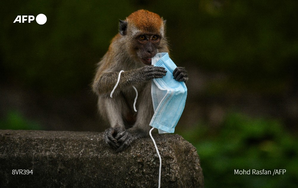 AFP's tweet photo. Masks that helped save lives during the coronavirus pandemic are proving a deadly hazard for wildlife, with birds and marine creatures ensnared in the staggering number of discarded facial coverings littering animal habitats https://t.co/aKdYq1Z2xW https://t.co/nlYoMasZ63