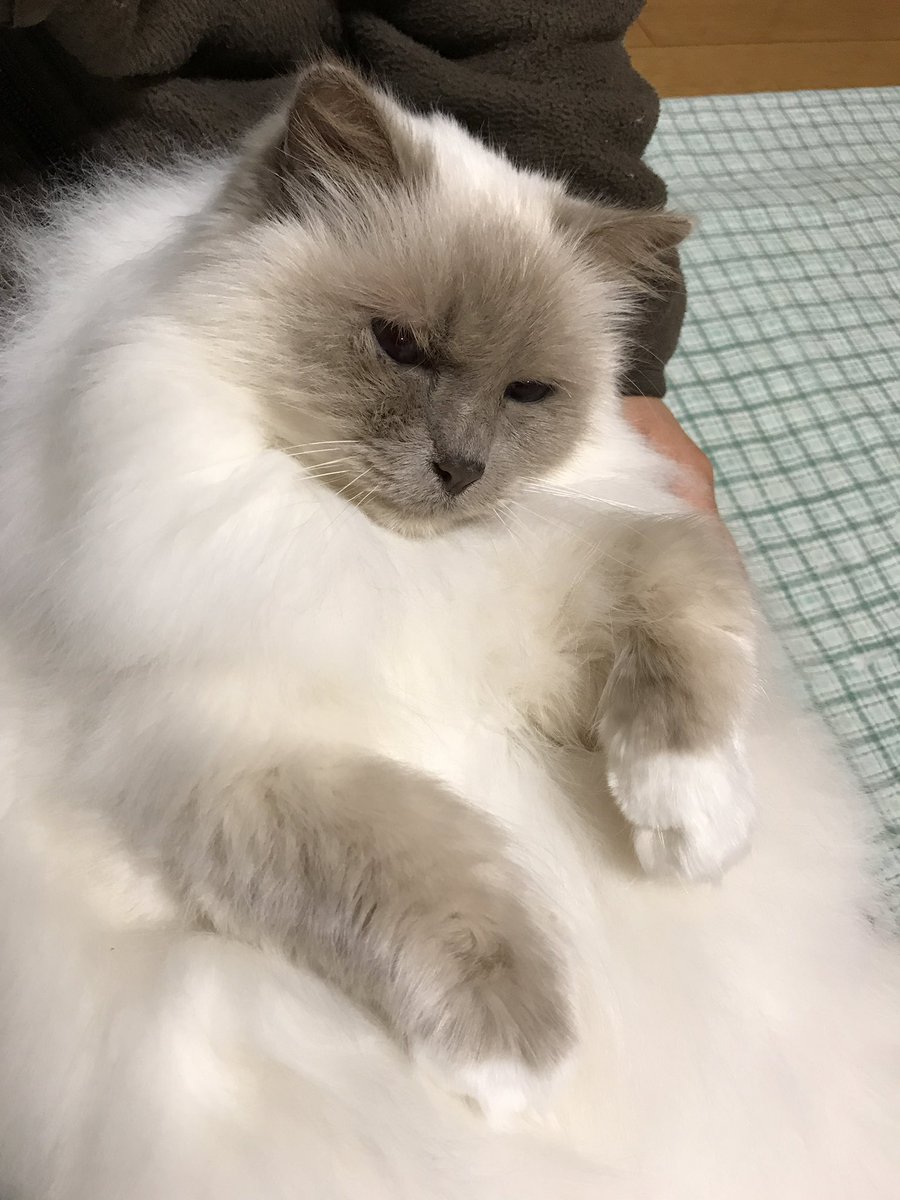 ねこぢい Nekog593 Twitter ねこぢい Nekog593 Twitter