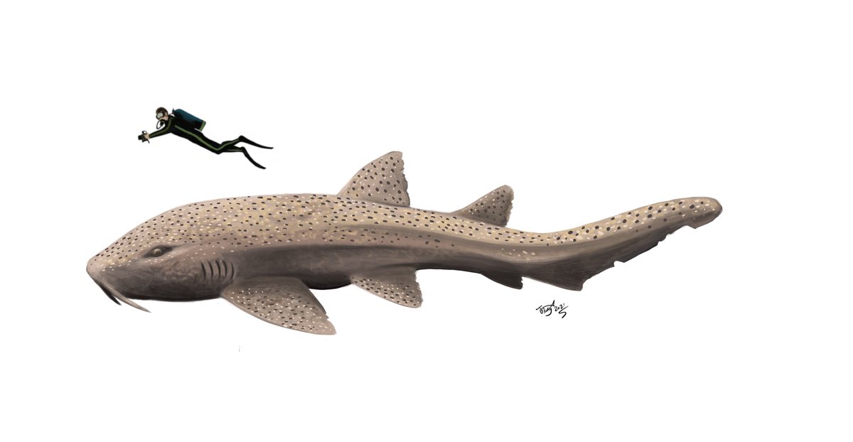 Something I love about doodling prehistoric creatures is you never stop learning about them. Last night I posted this Ptychodus, as often portrayed- a slow moving, sort of nurse shark-like bottom dweller. As pointed out by  @Carnoferox , I was severely behind the times! Read on...