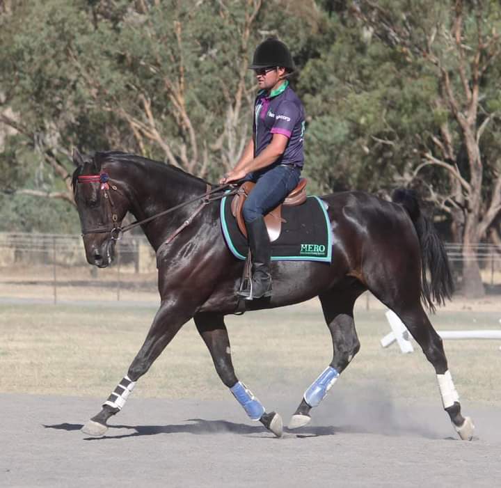 HRVHERO's tweet photo. HERO in training Big Gun Johnny has his eyes set on a showing career &amp; is progressing beautifully under the guidance of Fox Equestrian. Very excited for his future. @TheTrotsComAu @Brookesween @arundell61 #everybodyneedsahero #lifeafterracing https://t.co/s6wWN4BWfc