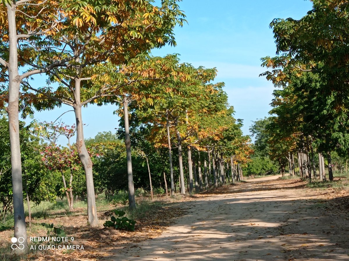 madhulikaS2's tweet photo. Do we really need Trees?Does Natural living really matters?Does Env need protection?R we loosing native trees in 2digit no every year?Is that all make sense or just a part of Assumptions?Is there a way to contribute in Nature Protection?Lets FindOut tomo at Neknampur lake.@KTRTRS https://t.co/j6jc1ownAi