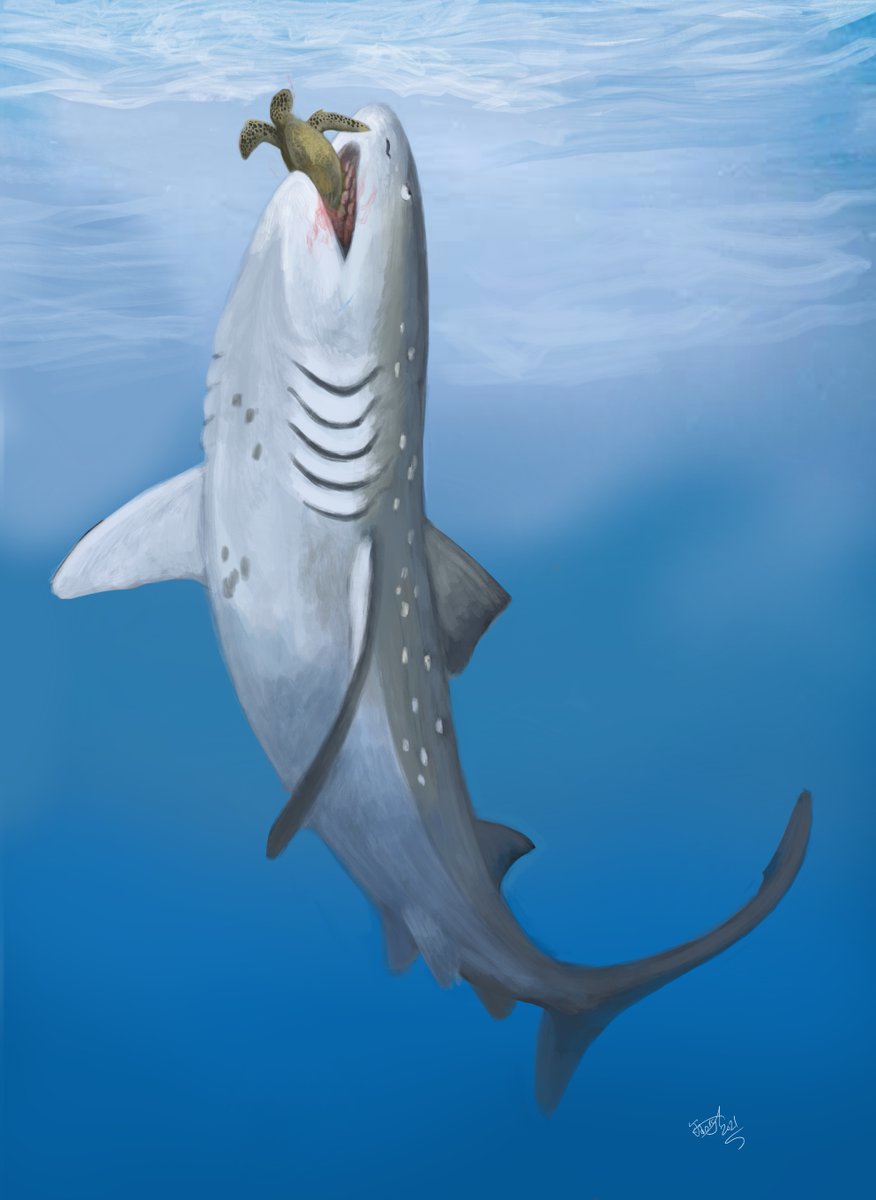 So this was likely a giant, pelagic, powerful swimmer that used its weird crushing teeth to prey on ammonites and maybe even sea turtles, thus avoiding competition with other sharks that ate mostly fish. It would've been unlike anything alive today!