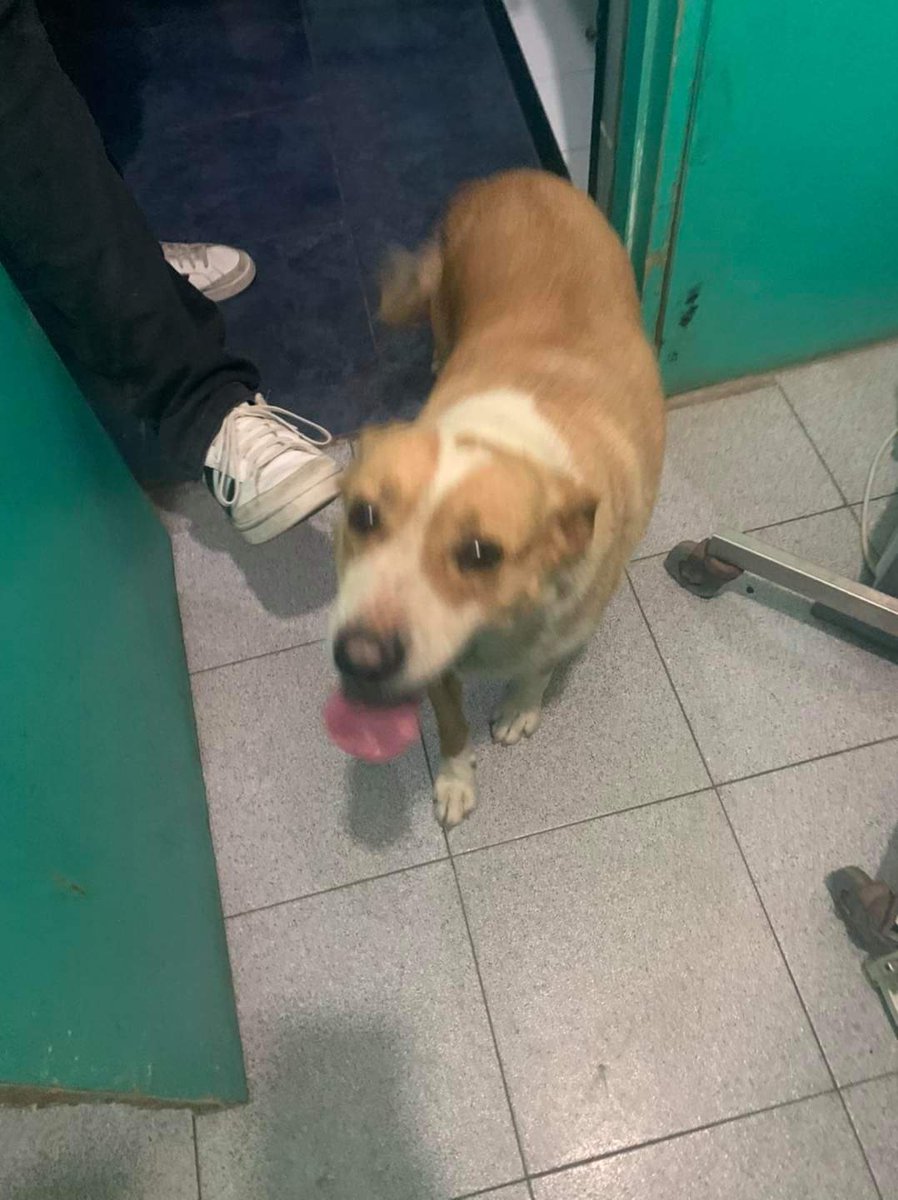 Estos dos canes fueron rescatados del incendio y se encuentran a resguardo en la Clínica Veterinaria Carol Pets . Rt hasta encontrar a sus dueños! 
#incendioquilpue
