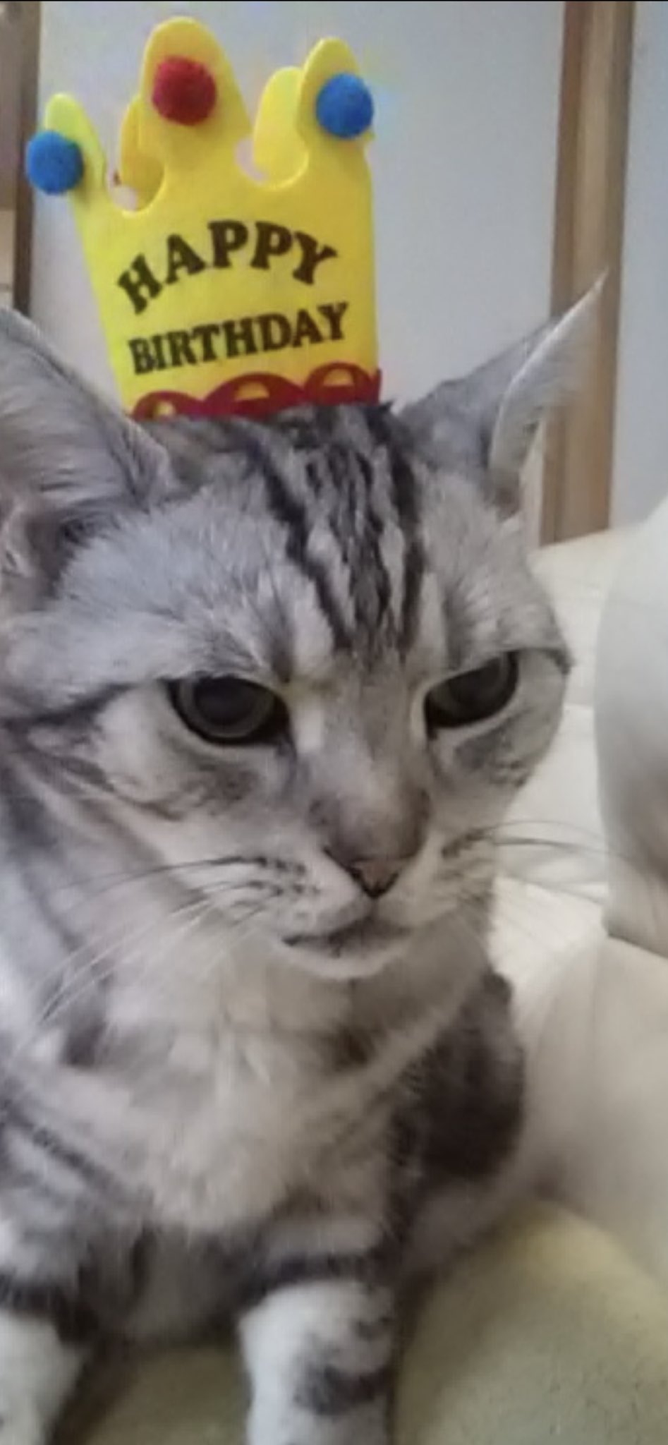 愛猫誕生日 Twitter Search Twitter
