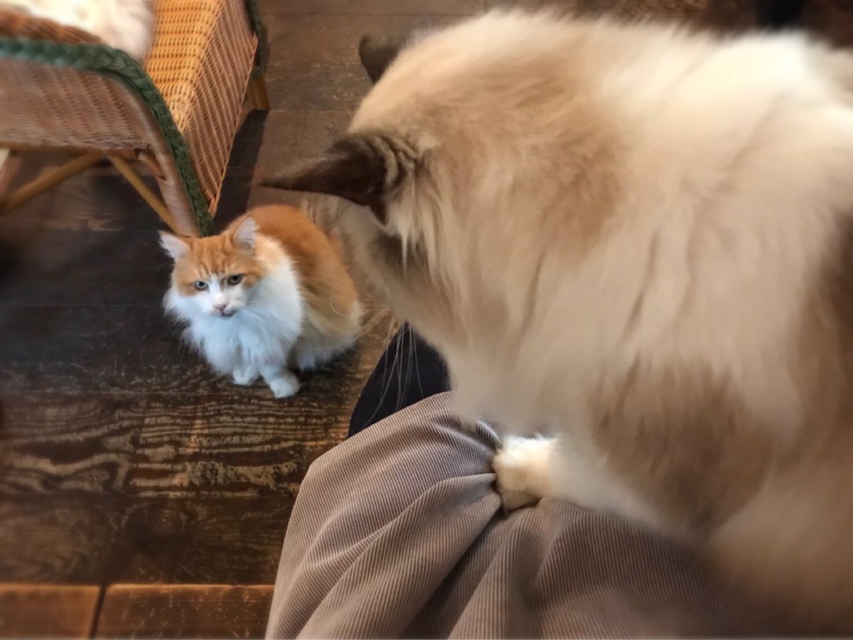 猫カフェ 美猫 休業中 Catcafebineko Twitter