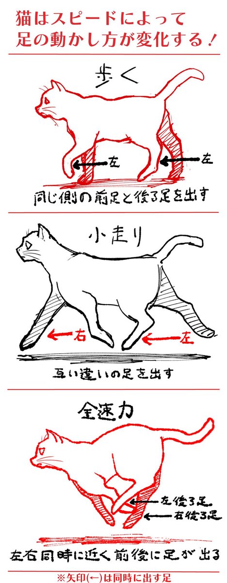 在庫わずかになった来ました。
ネコカクマク 〜猫画上手く描ける方法〜 | studioff https://t.co/RVOB0pT4yY #booth_pm 
