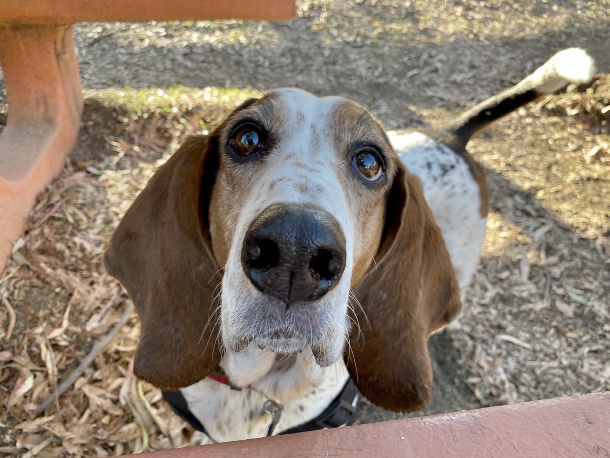 Pvt. FlapJax16 tweet media