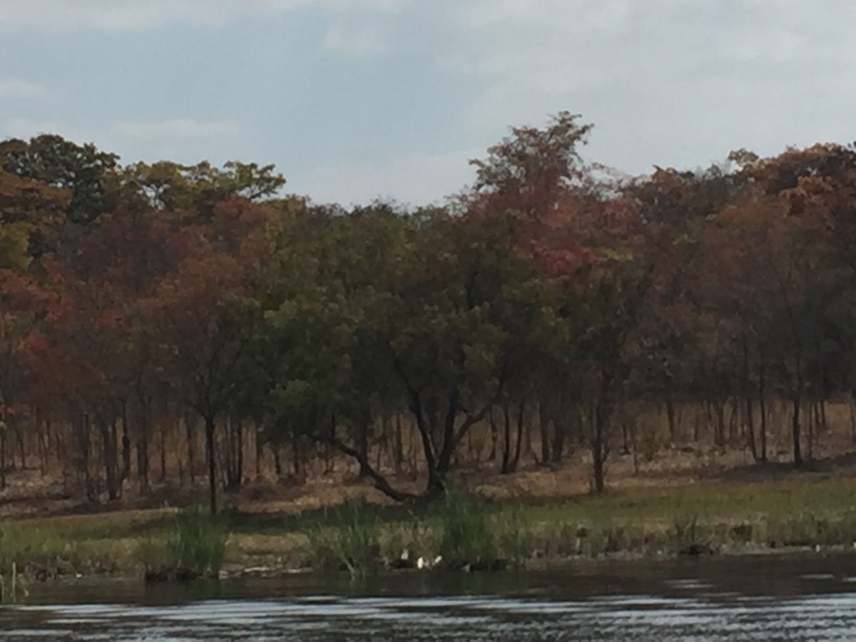 fayaz_king's tweet photo. .#ShonaProverb "Charova sei chando chakwidza hamba mumuti." Meaning, "Extreme situations can cause people to behave in unusual or unexpected ways." #Zimbabwe What's your experience with this?  #WisdomFor2021 https://t.co/XTUJjTqu2p