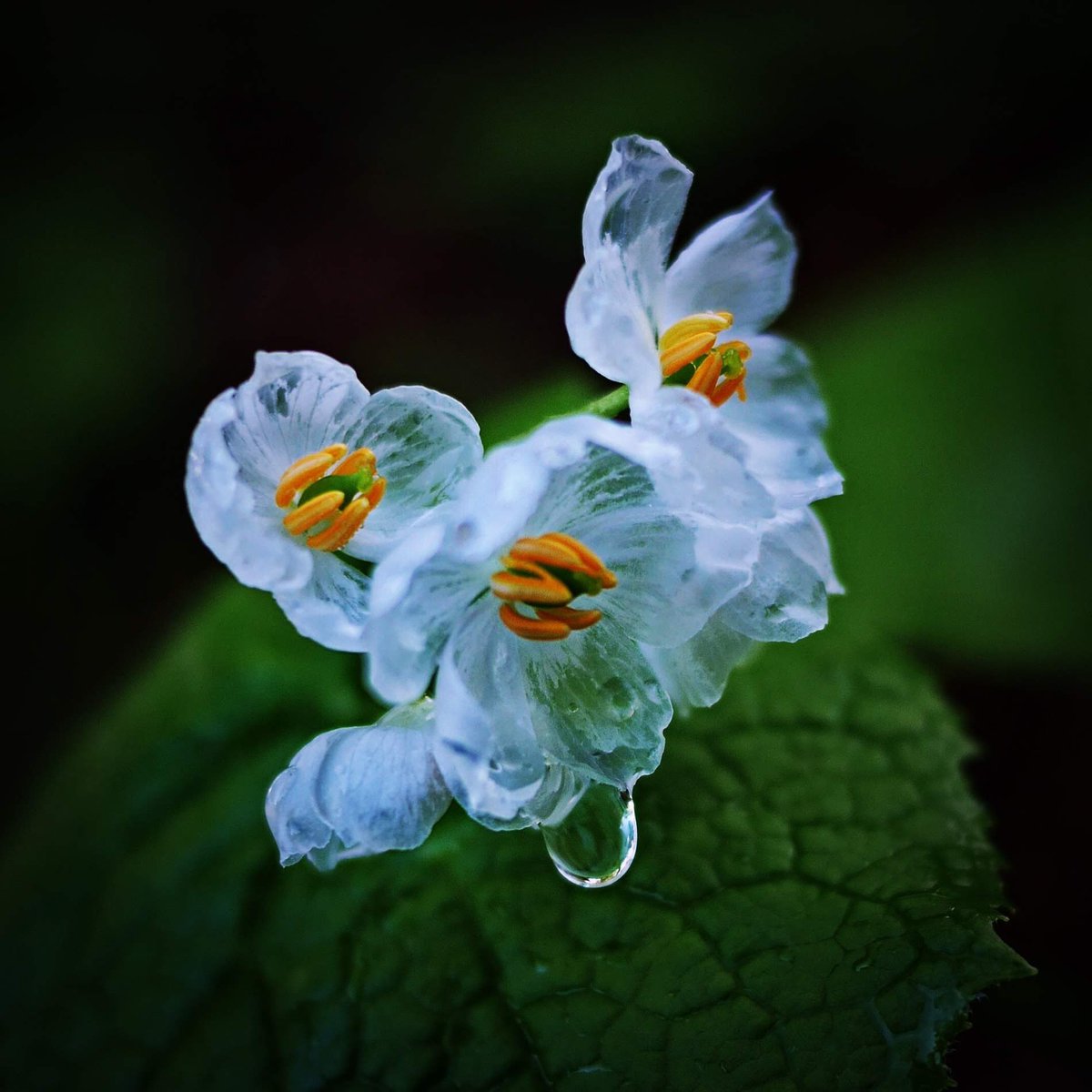 まるでガラス細工みたい 日本には雨に濡れると透明になる花がある なぜ透明になる Togetter