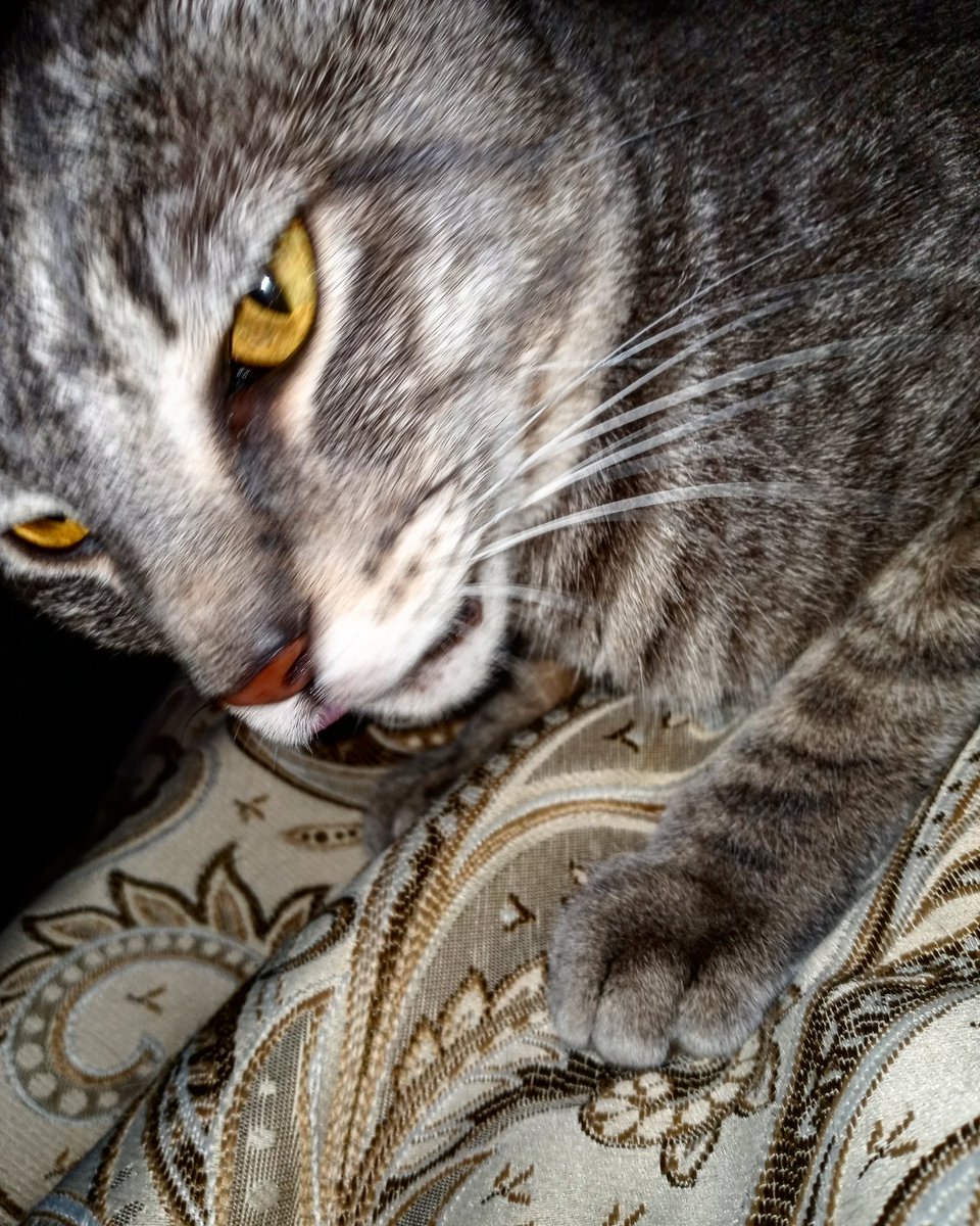 StormyTheCat7's tweet photo. Really great and rare photo this is 👍. #Stormy #StormyTheCat #MyFace #GoodPhoto #Rare #RarePhoto #Instagram #Twitter @instagram @Twitter 📷 https://t.co/qfDay47Eth