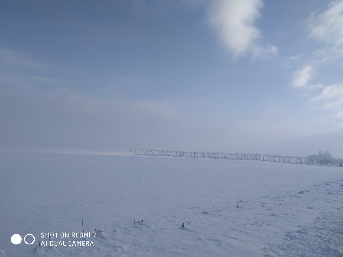 EdithPY2's tweet image. Houblonnières sous la neige. #Kochersberg @toutelalsace