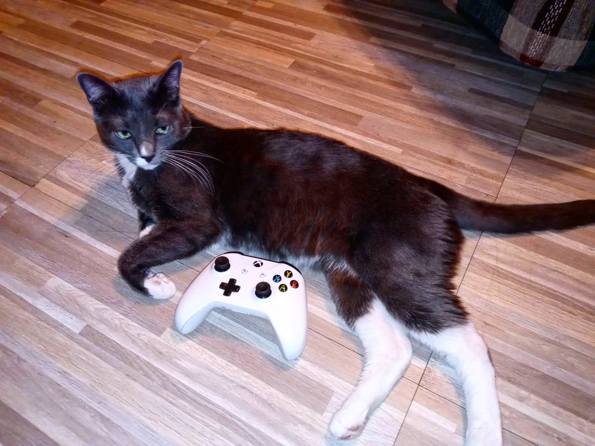 KingTomTom4's tweet photo. You remember before i posted a photo with the Xbox Controller well here's a new one! #KingTomTom #TheKing #KingKat #Xbox #XboxController #XboxOne #Microsoft #Instagram #InstagramKat #Twitter #TwitterKat #YouTube #YouTubeKat @xbox @microsoft @instagram @Twitter @YouTube ๐ฑ ๐ฎ https://t.co/jsVvNVBJRf