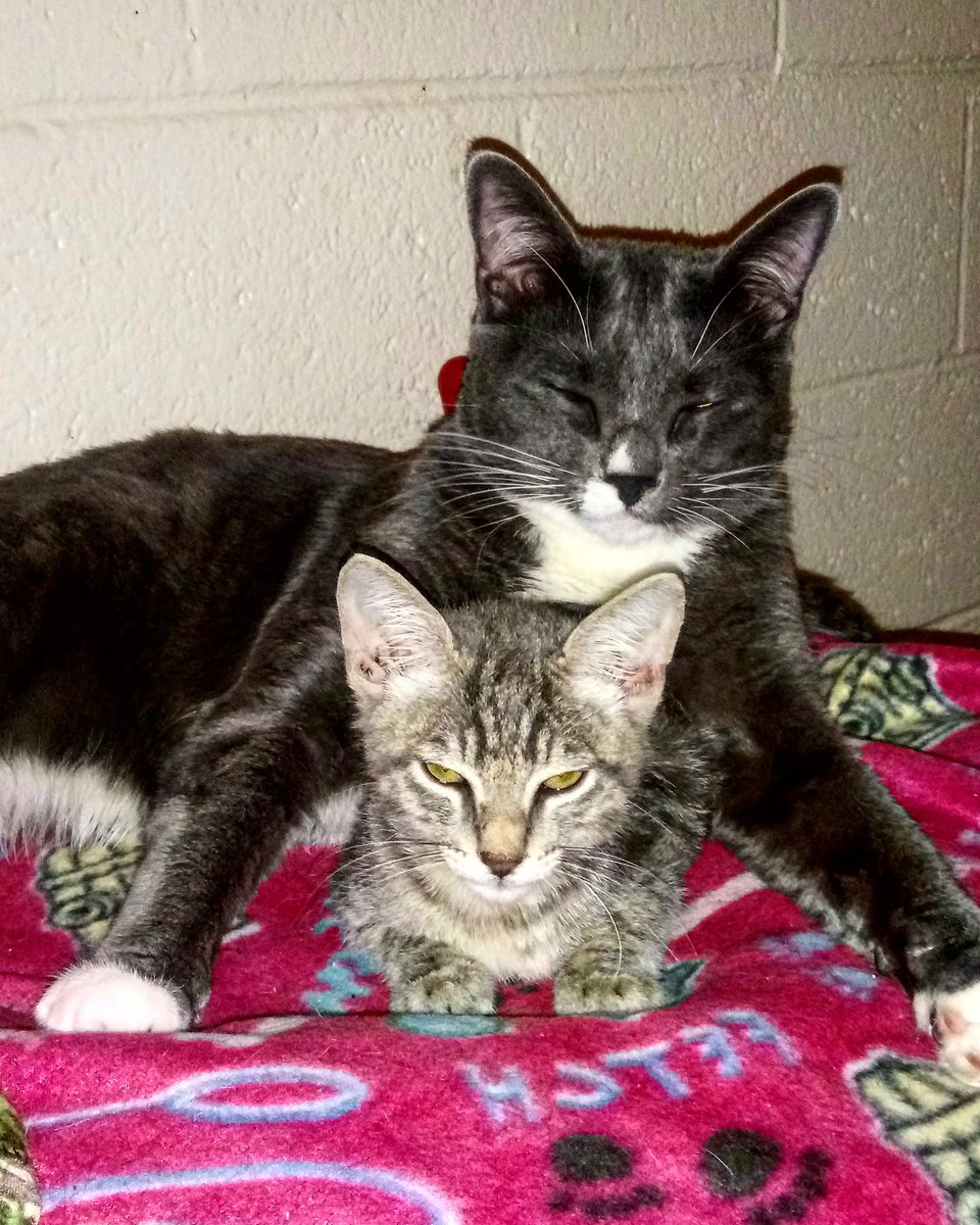 KingTomTom4's tweet photo. Me and @StormyTheCat7 when he was little. #KingTomTom #KingKat #TheKing with #LittleStormy #StormyTheKat #WhenHeWasLittle #Instagram #InstagramKat #Twitter #TwitterKat #YouTube #YouTubeKat @instagram @Twitter @YouTube ๐ฑ ๐ฑ https://t.co/dvmSB5ehfR