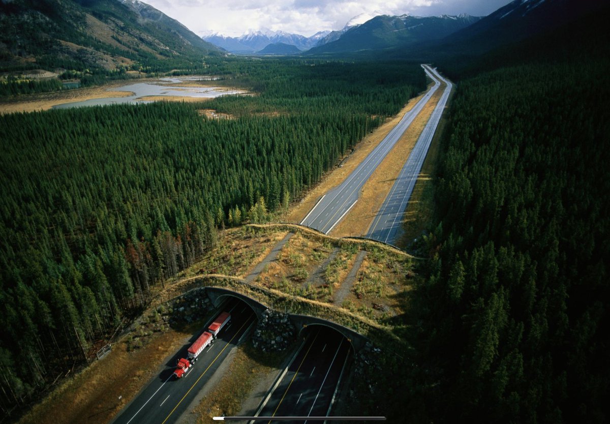 Isnt this beautiful?
Bridges for bears and tunnels for tortoises have significantly reduced the number of wildlife-car collisions worldwide.
This is from Banff national park in Canada 🇨🇦。