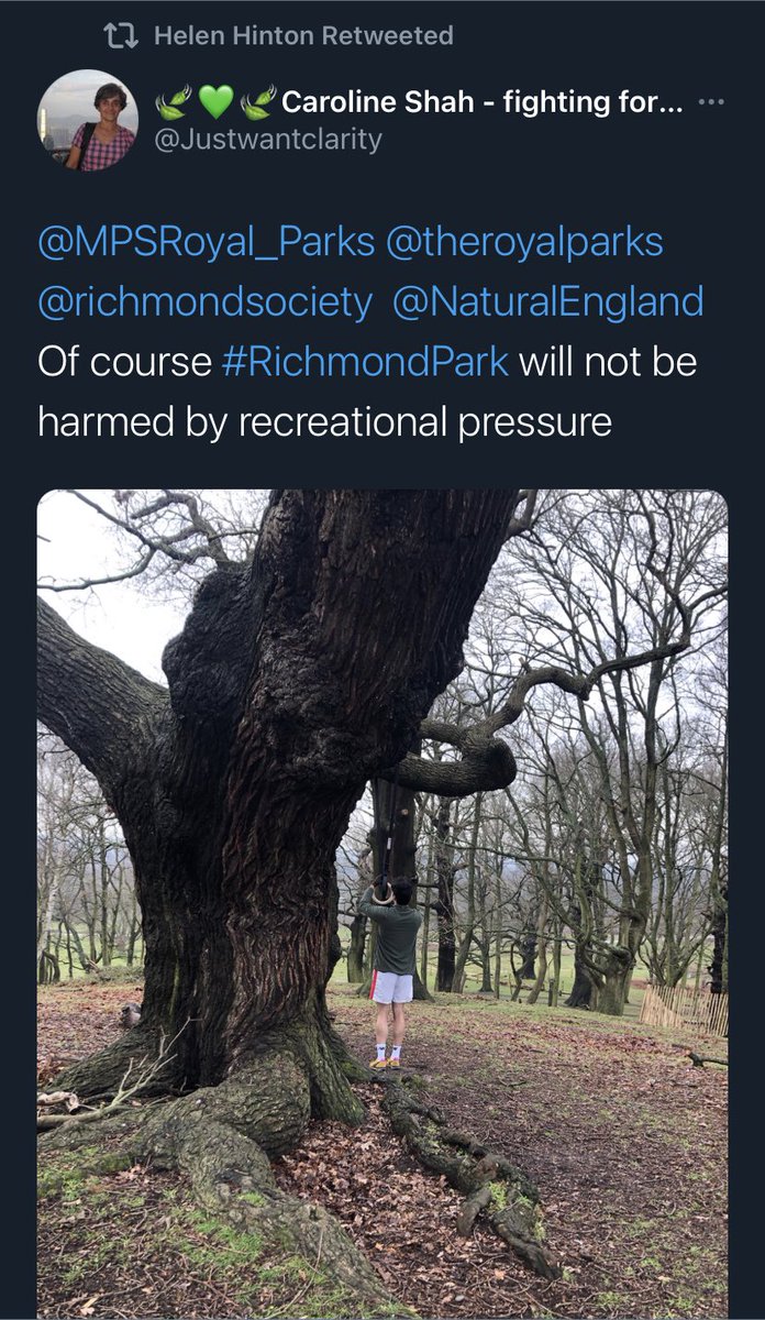 We can’t build more housing because someone has used a tree for exercise! 