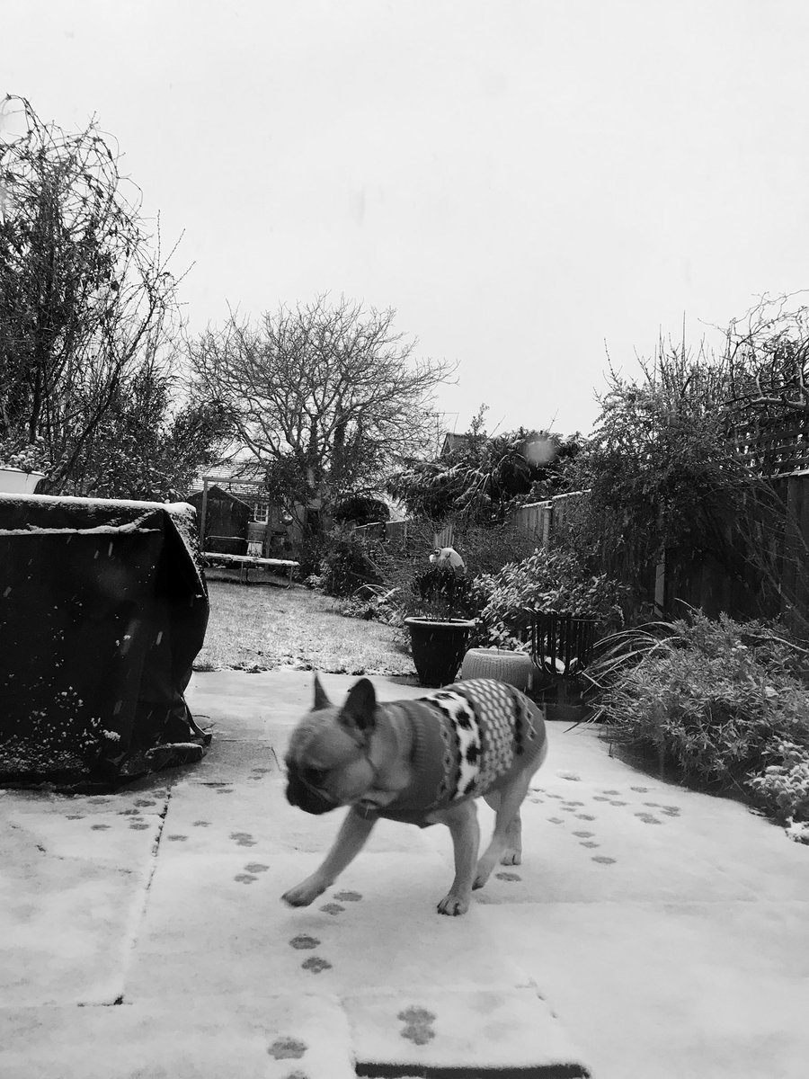 thetruzzsocial's tweet photo. Maurice not happy about the snow ❄️ 

#Colchester #Snowuk #frenchie https://t.co/RMfyAXZBsz