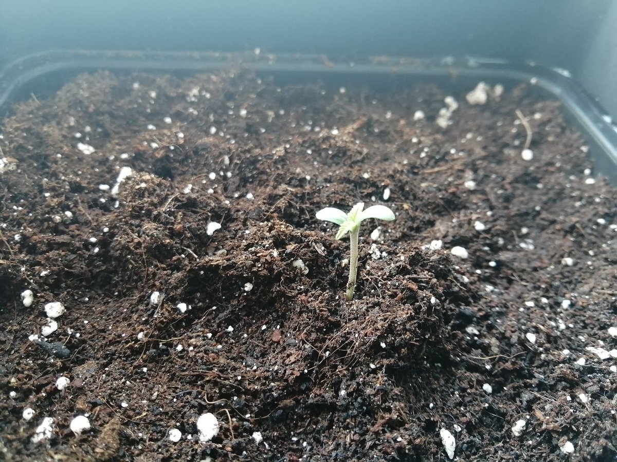 Empordaweed's tweet photo. #Felizsabado y mejor fin de semana a todos #weedfamily!!! Frio, viento helado y cielo raso... 🥶🥶 Pero la vida siempre se abre camino!💚 #DevilCreamauto y #GreenpoisonXLauto de @sweetseeds_es. 🌱🙏😊 https://t.co/BakSeBwg7q