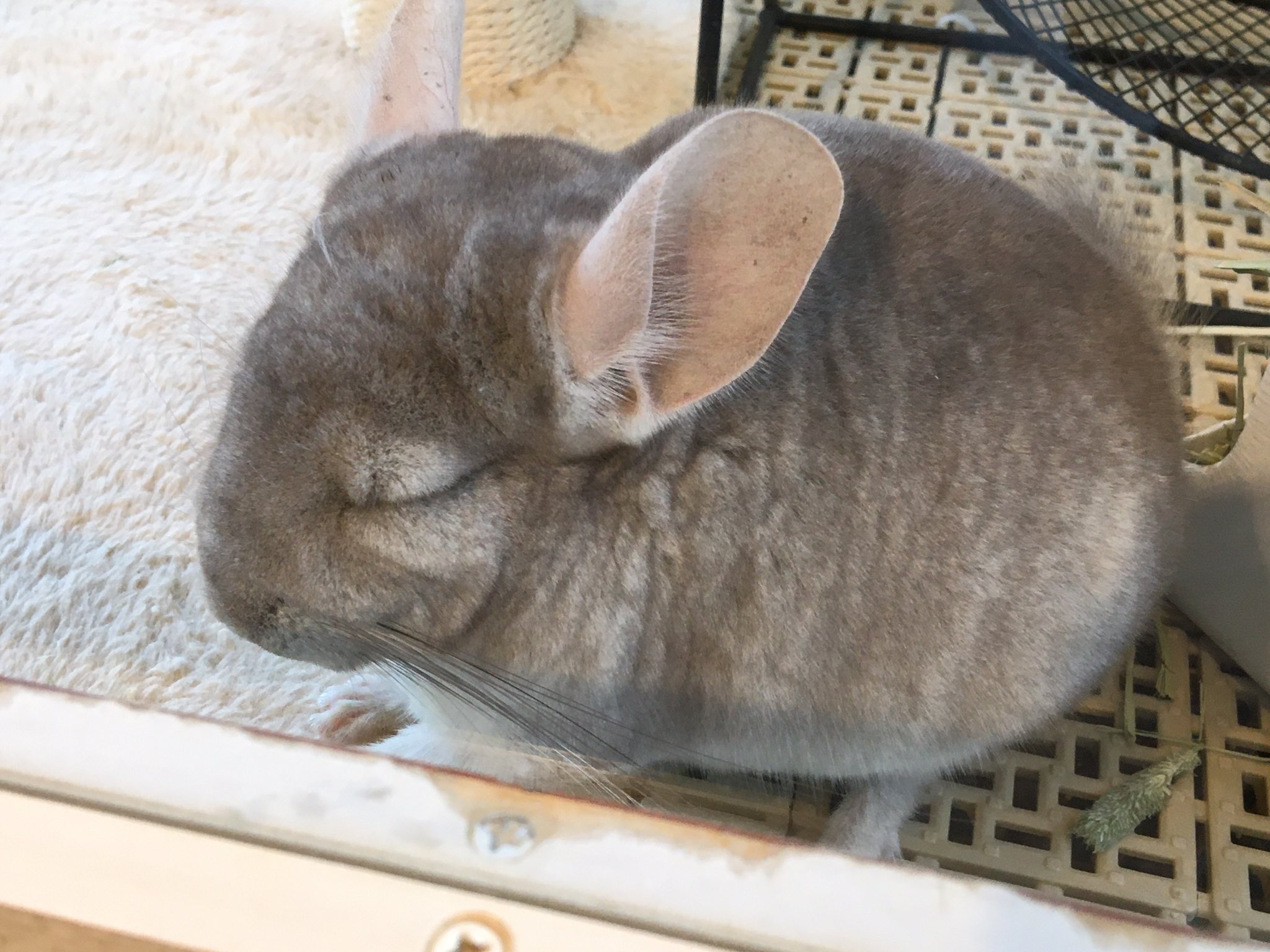 ちびハム ハムが如く チンチラは地上に舞い降りた天使だ もふもふ 可愛い 飼いたい 勉強してお金ためてから チンチラ Harry原宿テラス店 T Co Akphyvdd4y Twitter