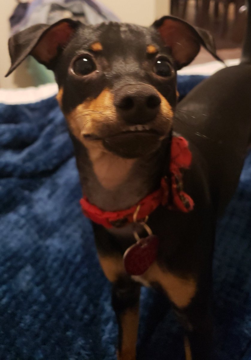 Rabbithat8's tweet image. Hey guyth, can I sthnuggle? #puppy #simpledog