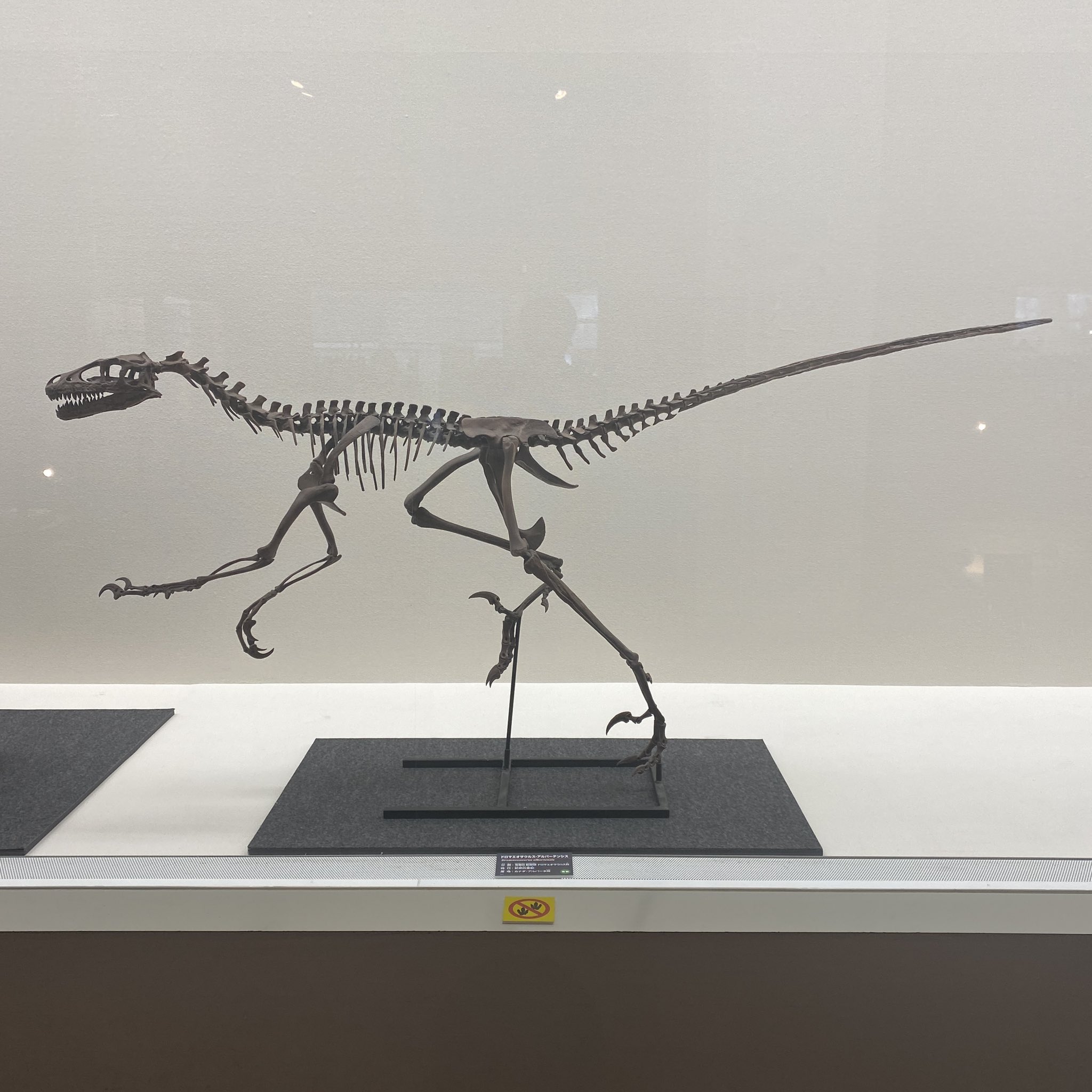 ドロマエオサウルスのシックルクロー (後脚のかぎ爪) ラプトルの爪 化石 ドロマエオサウルスのシックルクロー 争う (後脚のかぎ爪