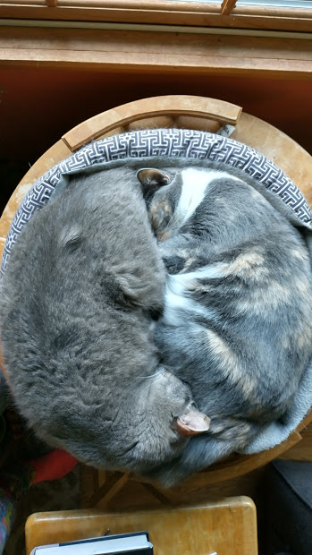 Georgie_Talks's tweet photo. #Caturday #CatsOfTwitter #cats #CatsOnTwitter
Harmony. https://t.co/bJJVZj1X0V