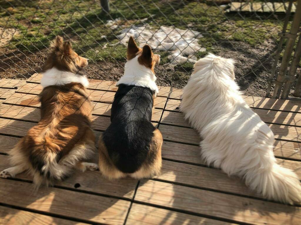 ウェルシュコーギーペンブローク