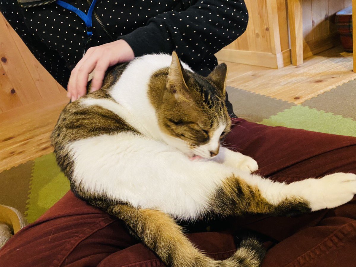 Miyabi Gustav Gustavmiyabi Twitter