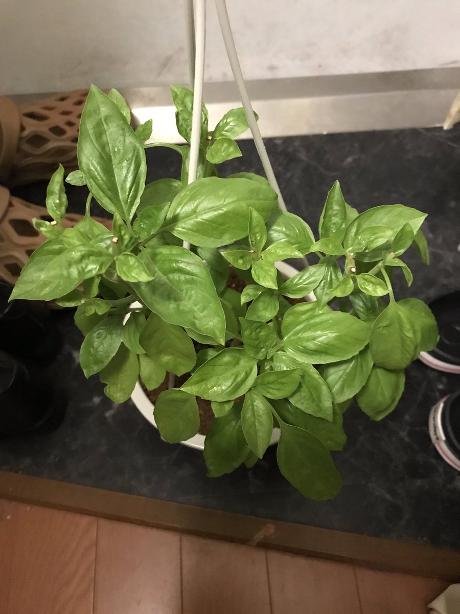 イキリカブ花子 バジル小さい葉っぱでてきた 脇芽ちゃんがんばえー 家庭菜園 バジル