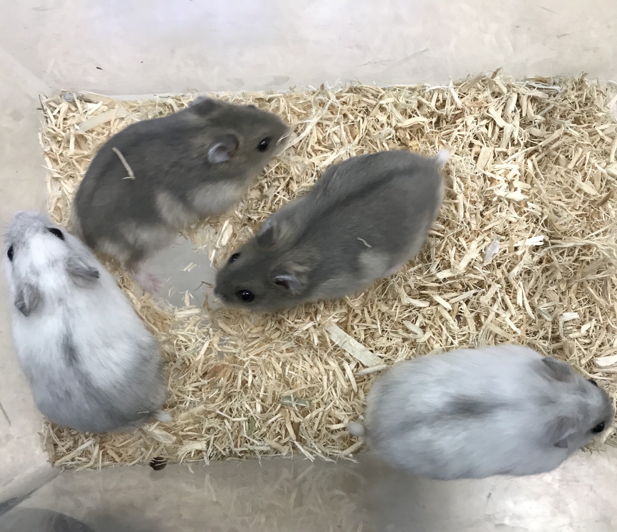 Aqua Animal Freedom アクア アニマル フリーダム 座間店にハムスター各種入店してます ロボロフスキーハムスター ゴールデンハムスター サファイアブルーハムスター スノーホワイトハムスター 他に イエロージャンガリアン ジャンガリアン