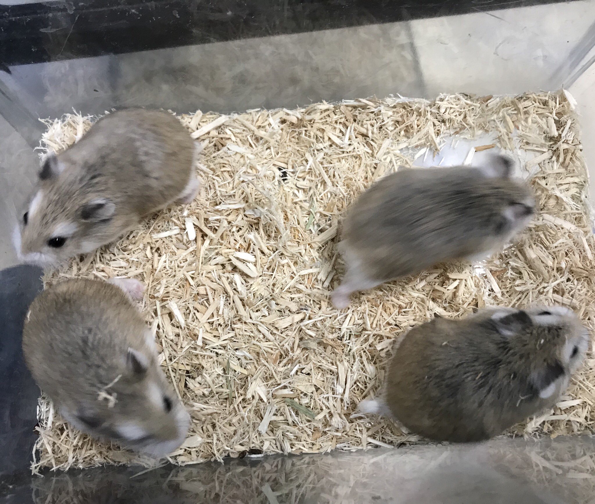 Aqua Animal Freedom アクア アニマル フリーダム 座間店にハムスター各種入店してます ロボロフスキーハムスター ゴールデンハムスター サファイアブルーハムスター スノーホワイトハムスター 他に イエロージャンガリアン ジャンガリアン