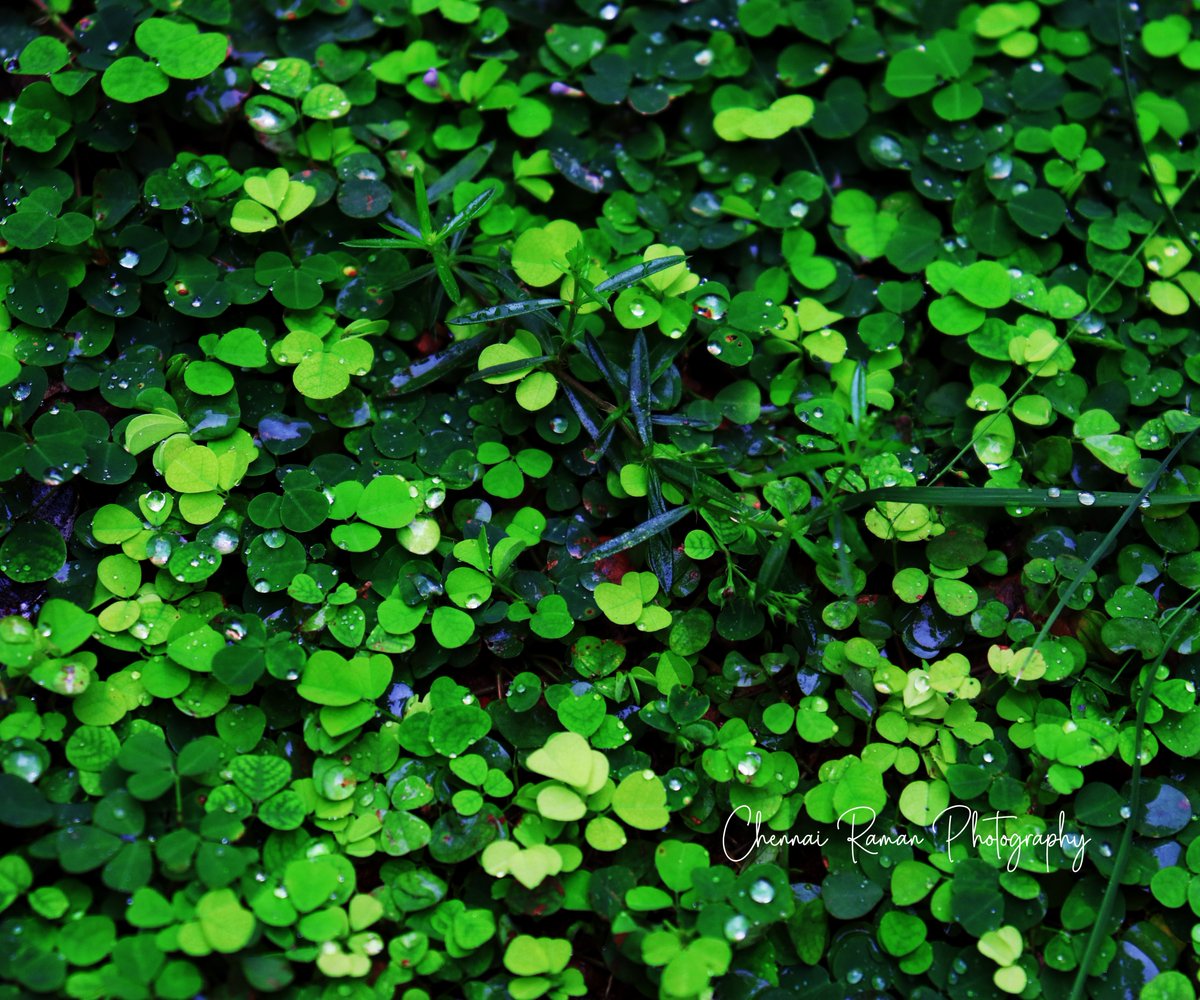 chennairaman1's tweet photo. A seed, It grows into a large tree using the available raindrops. As such we get, using every little opportunity to achieve great growth.  @chennairaman1 #chennairamanphotography  #SATURDAY #SaturdayMotivation #Eswaran #MasterFilm #Master #photographer #Photos #NaturePhotography https://t.co/HvPWbNBZ03