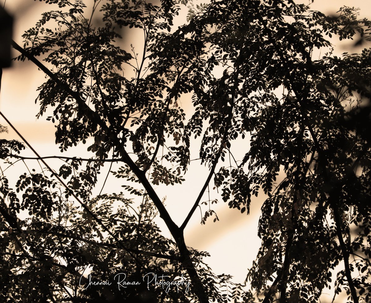 chennairaman1's tweet photo. A seed, It grows into a large tree using the available raindrops. As such we get, using every little opportunity to achieve great growth.  @chennairaman1 #chennairamanphotography  #SATURDAY #SaturdayMotivation #Eswaran #MasterFilm #Master #photographer #Photos #NaturePhotography https://t.co/HvPWbNBZ03