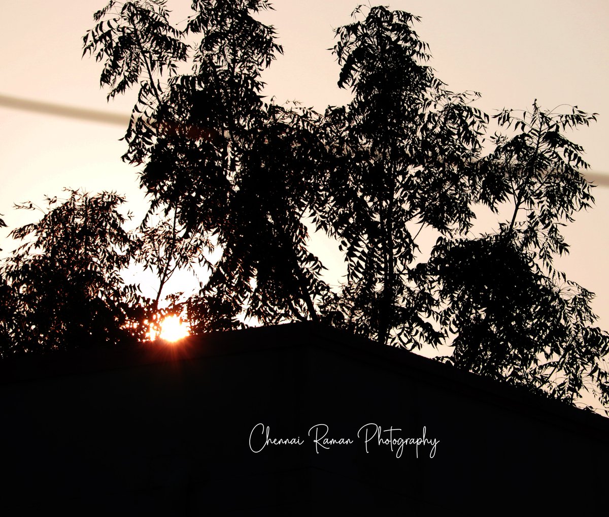 chennairaman1's tweet photo. A seed, It grows into a large tree using the available raindrops. As such we get, using every little opportunity to achieve great growth.  @chennairaman1 #chennairamanphotography  #SATURDAY #SaturdayMotivation #Eswaran #MasterFilm #Master #photographer #Photos #NaturePhotography https://t.co/HvPWbNBZ03