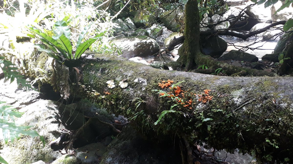 Falling heavily for the beauty of the last Gondwana rainforests. So many twitches in the last 2 days! #LamingtonNationalPark #UNESCOHeritage #birdwatching #wildoz