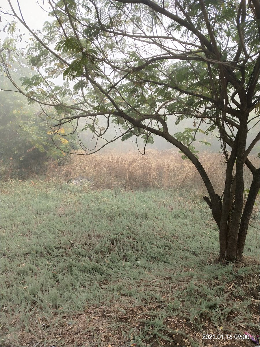 HimanshiMot's tweet photo. Beauty lies in the eyes of the beholder ~ Margaret Wolfe Hungerford
#beautyofmist #fog #earlymorningscene #checktheblog https://t.co/Wa3yoV8LNF