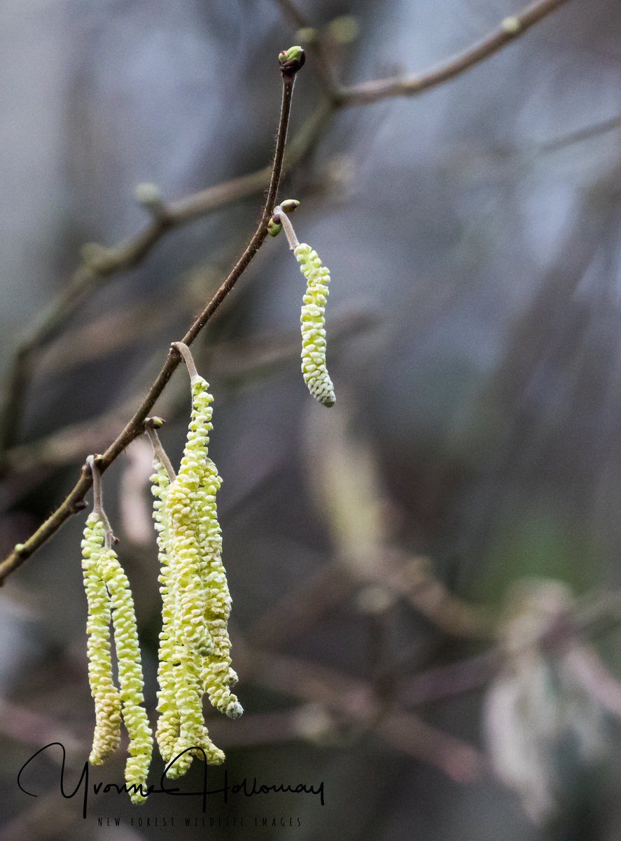 Little Egret and signs of Spring, Catkins @Natures_Voice @BBCSpringwatch @BBCEarth @WildlifeTrusts @wildlife_uk @CanonUKandIE #TwitterNatureCommunity @natureslover_s #BBCWildlifePOTD #eosrp @NewForestNPA