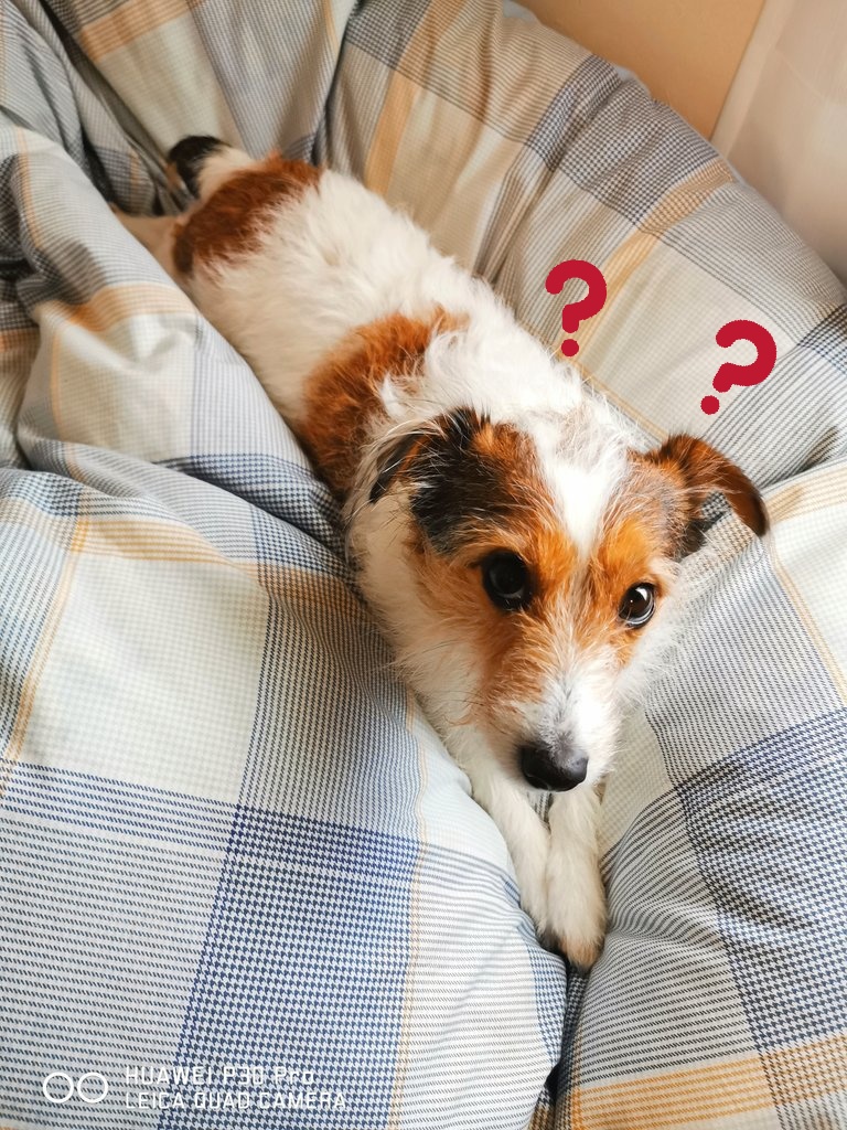 動物にビックリをつけると意外と可愛い選手権 Twitter Search