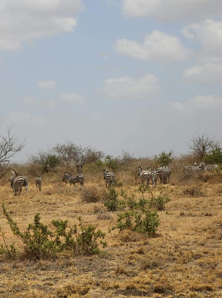 EAluxurytravel's tweet photo. Did you know of #KanyonyoWildlifeSanctuary in @KituiCountyGovt @Min_TourismKE @TravelChatKenya @Destinationhun1 @TravelChatKenya @ToskKenya @KAWTourism #RediscoverTheMagic @magicalkenya @kwskenya @goplacesdigital #TembeaKenya #visitkenya #livingthemagic https://t.co/vIbx9phbu6