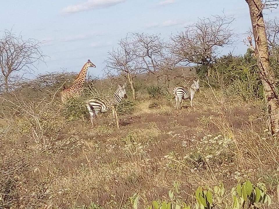 EAluxurytravel's tweet photo. Did you know of #KanyonyoWildlifeSanctuary in @KituiCountyGovt @Min_TourismKE @TravelChatKenya @Destinationhun1 @TravelChatKenya @ToskKenya @KAWTourism #RediscoverTheMagic @magicalkenya @kwskenya @goplacesdigital #TembeaKenya #visitkenya #livingthemagic https://t.co/vIbx9phbu6