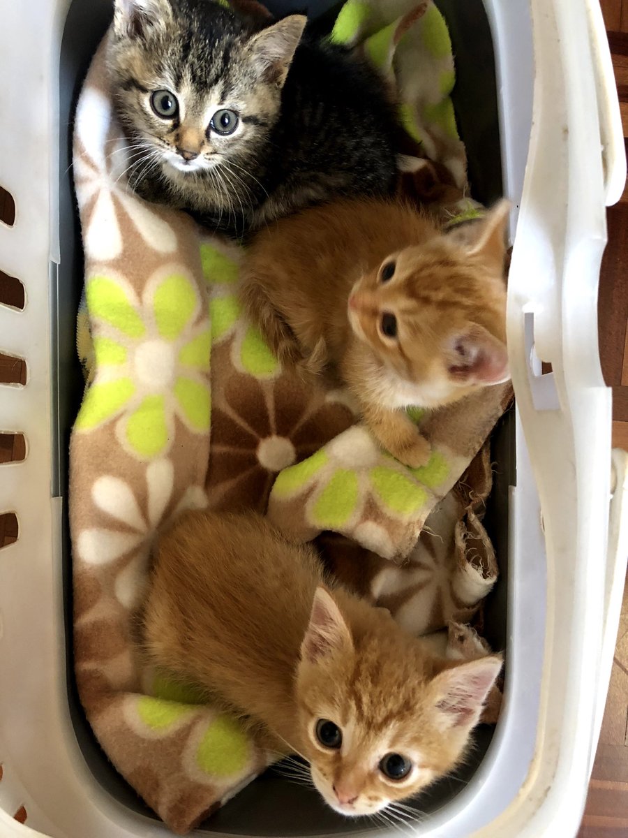 HellaTamaryn's tweet photo. I’ve lost count of how many foster kittens I’ve had. 

So I’m making a thread. 

1. Marceline
2. Finn 
3. Jake https://t.co/rfGfLjRfZ8