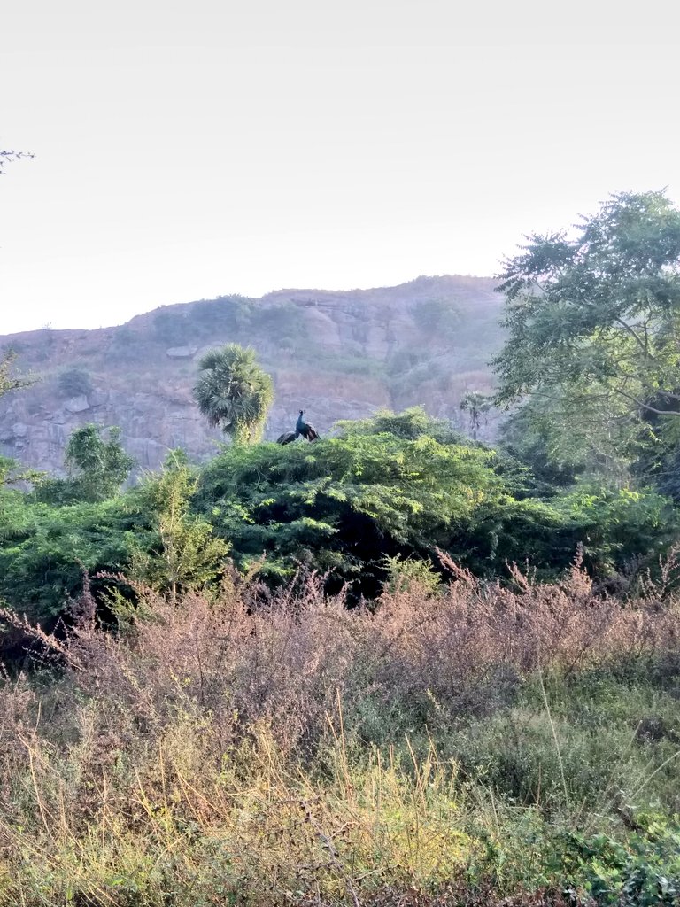 Random shots.> 2 flamboyant dudes sunbathing  > Onions are breakfasting > Adimalaipatti main road