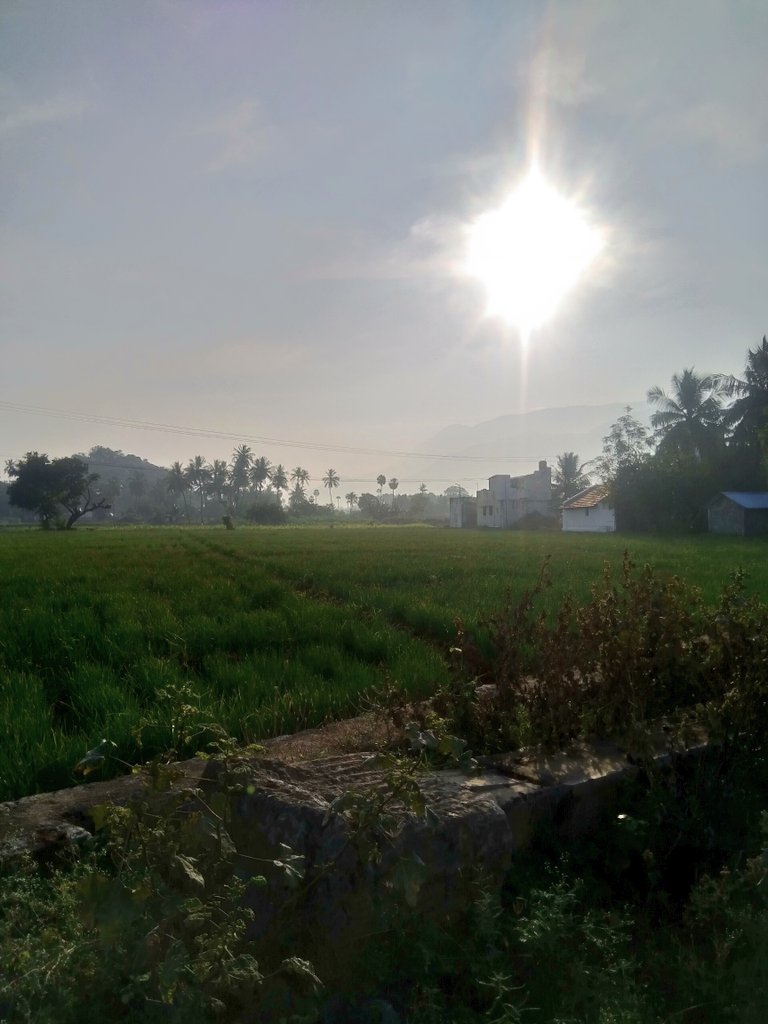 Random shots.> 2 flamboyant dudes sunbathing  > Onions are breakfasting > Adimalaipatti main road