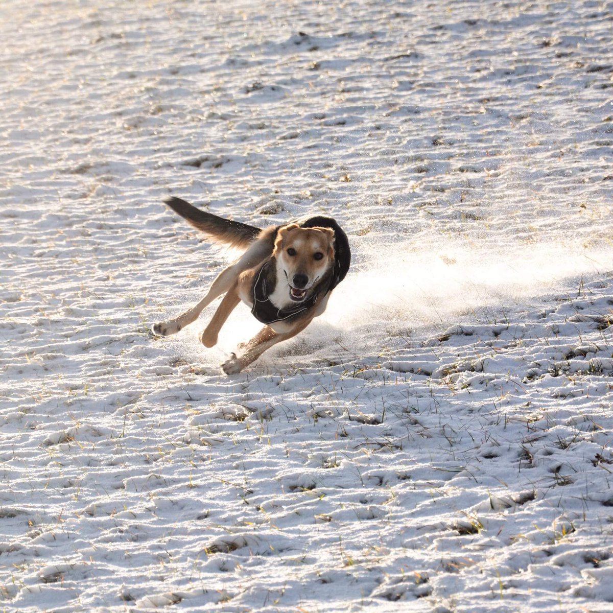 Good morning from Minoa in Switzerland I found her in the rubbish when she was a puppy .  Καλημέρα από τη Μινωα στην Ελβετία ! Την είχα βρει στη Χωματερη όταν ήταν κουτάβι .
