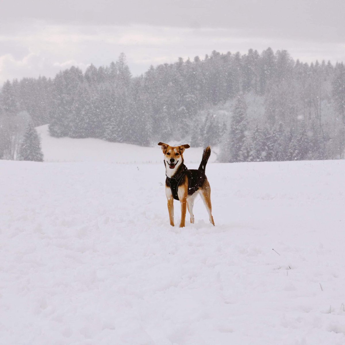 Good morning from Minoa in Switzerland I found her in the rubbish when she was a puppy .  Καλημέρα από τη Μινωα στην Ελβετία ! Την είχα βρει στη Χωματερη όταν ήταν κουτάβι .