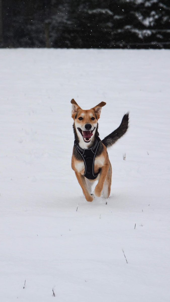 Good morning from Minoa in Switzerland I found her in the rubbish when she was a puppy .  Καλημέρα από τη Μινωα στην Ελβετία ! Την είχα βρει στη Χωματερη όταν ήταν κουτάβι .
