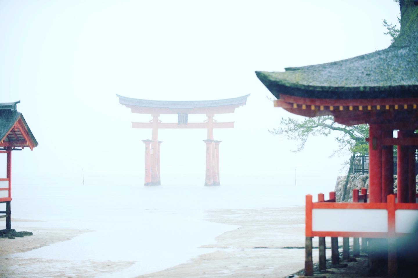 ラ マリアージュ 広島のウェディングプロデュース 雨の日の厳島神社挙式 雨の日の婚礼は縁起が良いとされてます 雨降って地固まる ということわざがありますよね これは 困難なことがあっても 乗り越えれば良いことが待っている という意味