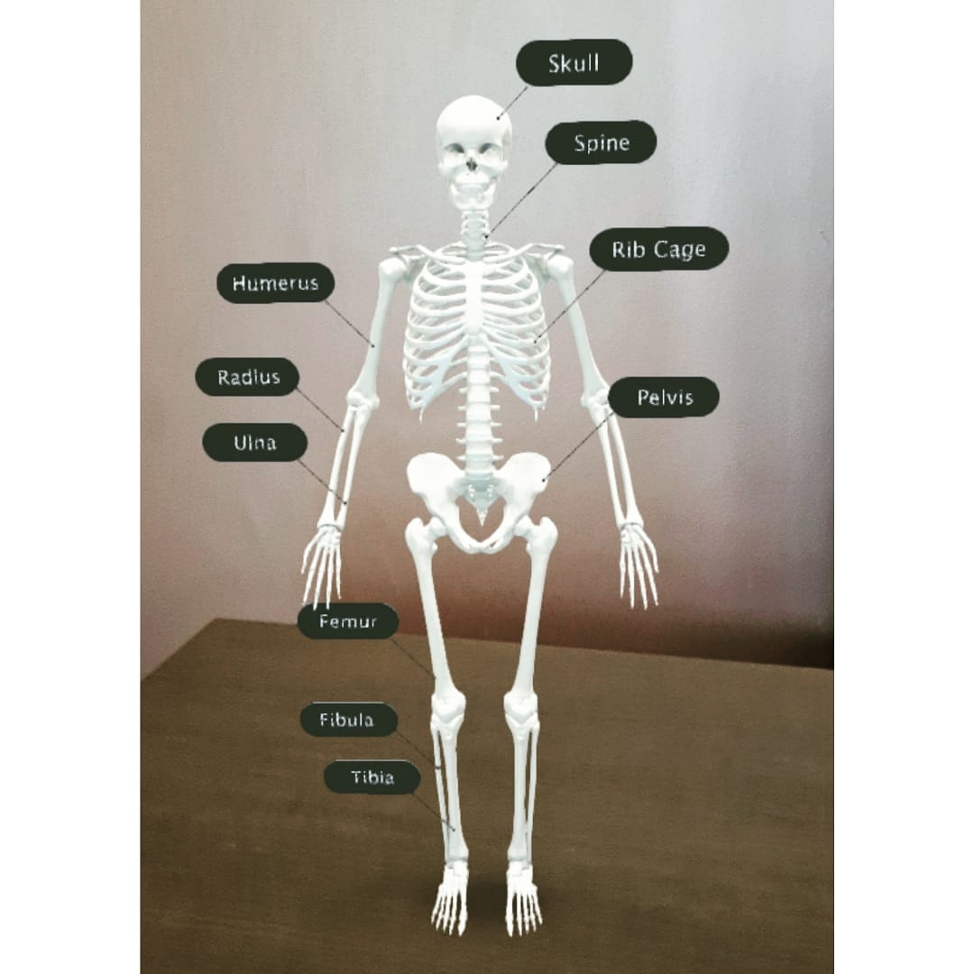 IndiaStory2047's tweet photo. Made this skeletal system in augmented reality on our work desk!

You can try it too. Would be perfect to show what a skeleton looks and what bone goes where to your kids!

#AugmentedReality #AR #XR #ExtendedReality #education #innovation #futuretech #futureoftech #anatomy https://t.co/ROrYxlT6bV