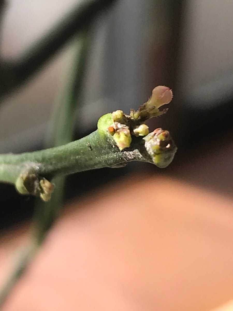 茨城北限レモンの会 あれから寒い日は室内 天気の良い日は外で育てたら花芽 から蕾がいくつも出てきました 冬の間 葉が落ちてしまったレモンの鉢植えですが蕾が沢山出来ました